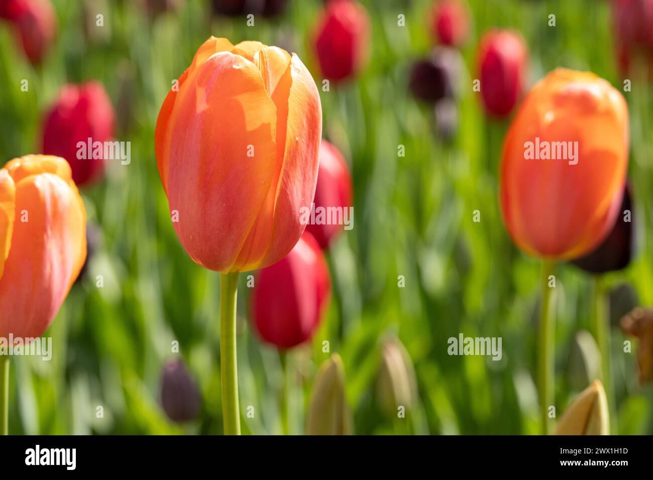 Colorati tulipani primaverili all'Atlanta Botanical Garden di Midtown Atlanta, Georgia. (USA) Foto Stock
