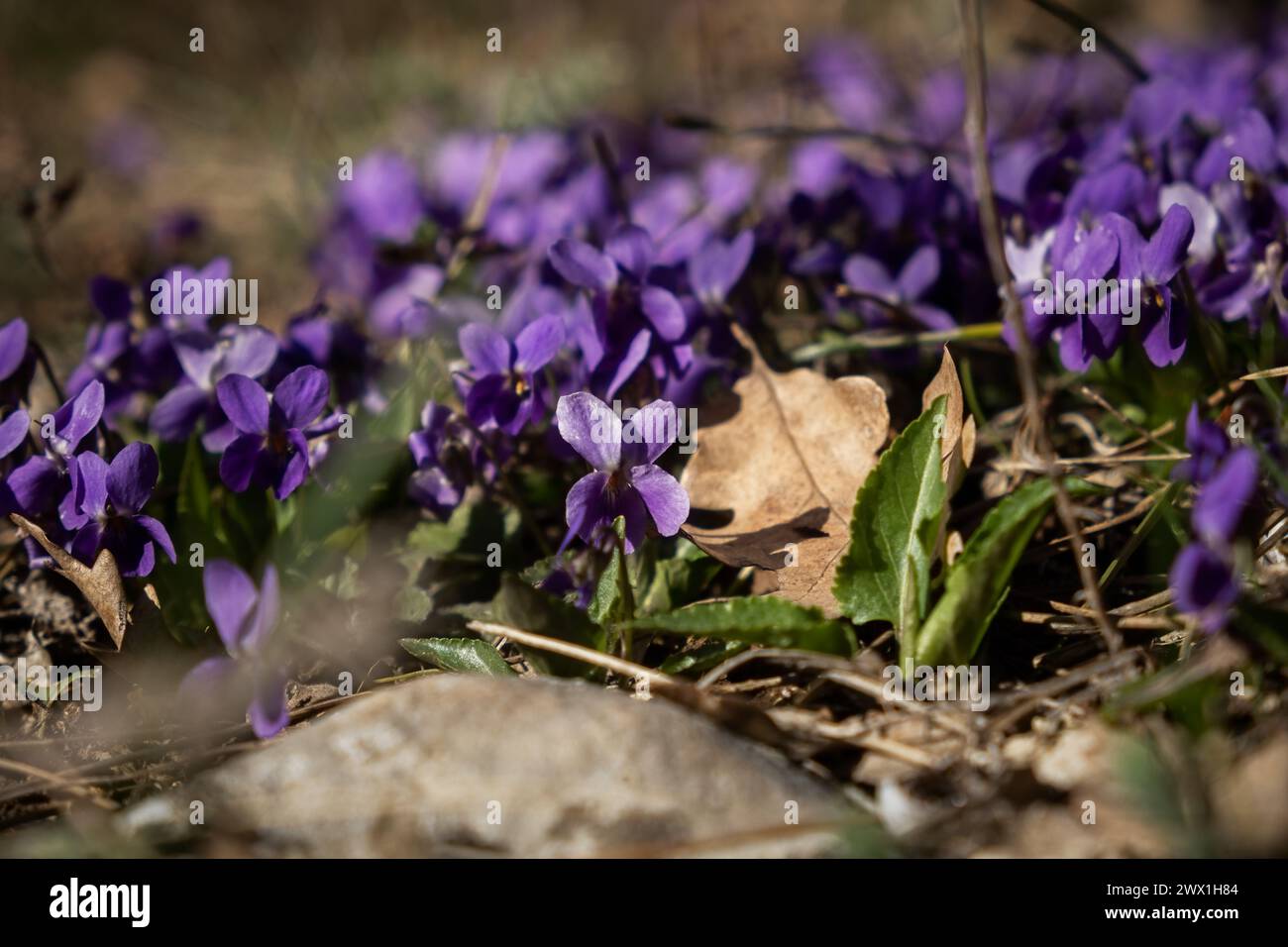 La fragrante viola Viola odorata fiorisce nel bosco. I primi fiori primaverili si stanno svegliando. Bellissime vetrate viola ai raggi del sole. Selvaggia m Foto Stock