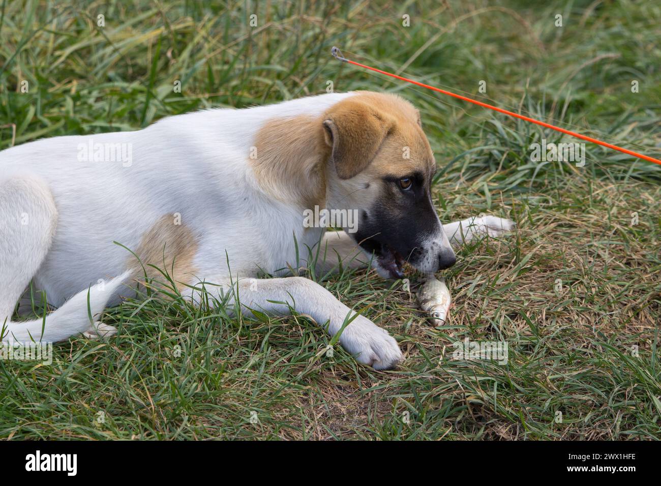Un cucciolo mangia un pesce sulla riva di un lago Foto Stock