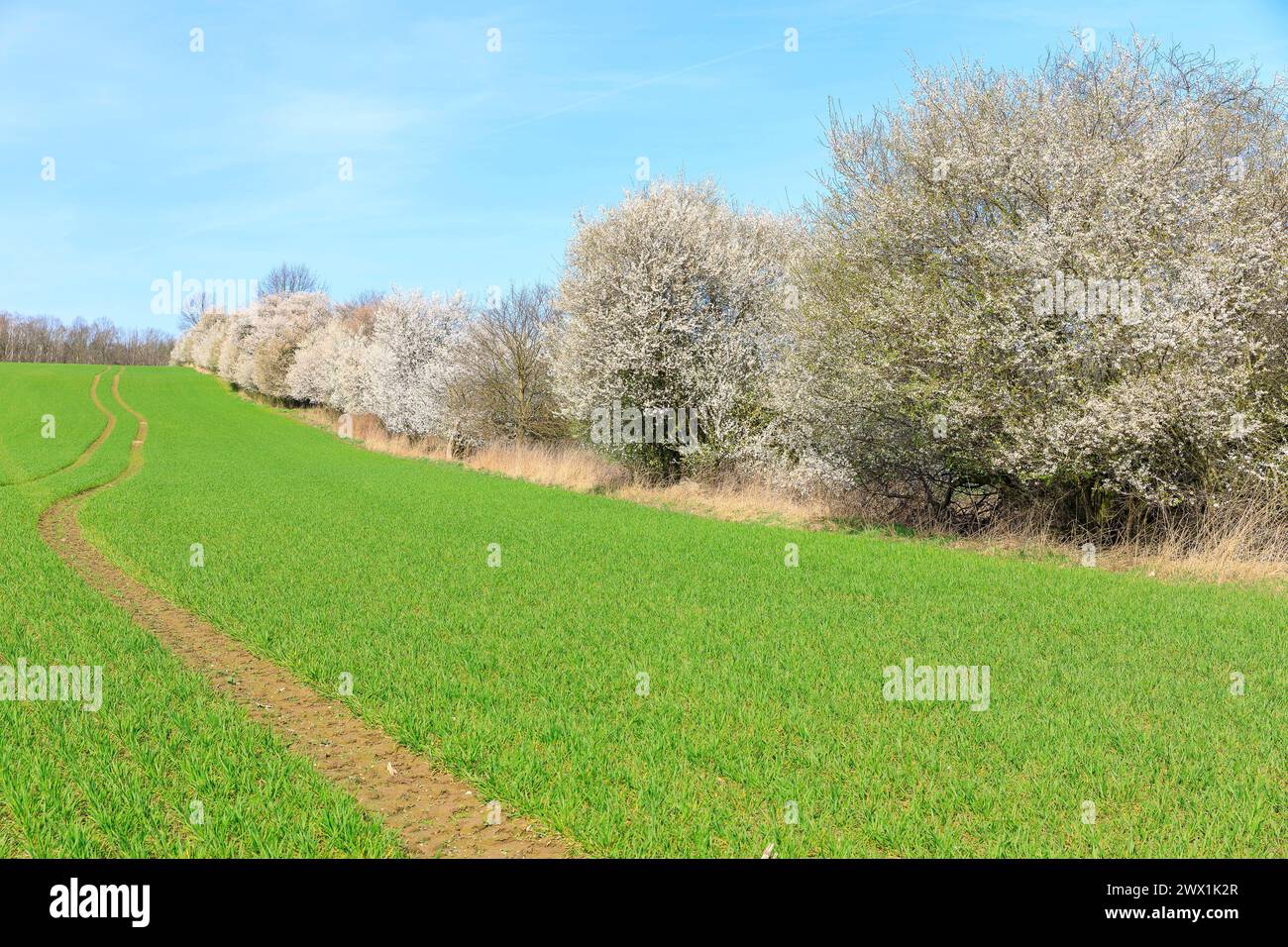 blühende Hecken mit verschiedenen Bäumen und Strächern in Blüte, Stolpen, Sachsen, Deutschland *** siepi fiorite con vari alberi e arbusti in b Foto Stock