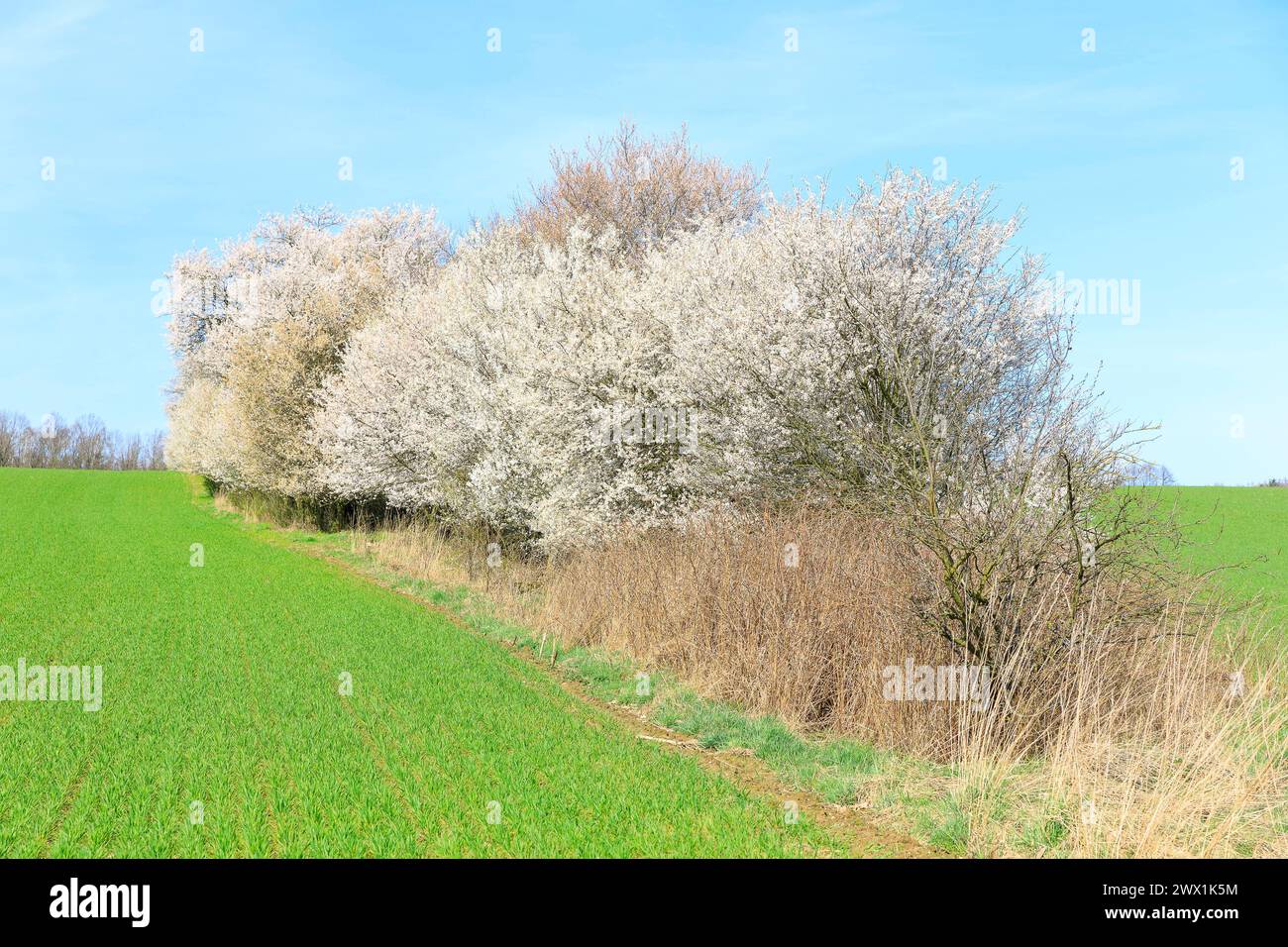 blühende Hecken mit verschiedenen Bäumen und Strächern in Blüte, Stolpen, Sachsen, Deutschland *** siepi fiorite con vari alberi e arbusti in b Foto Stock