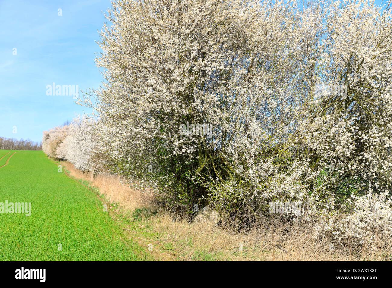 blühende Hecken mit verschiedenen Bäumen und Strächern in Blüte, Stolpen, Sachsen, Deutschland *** siepi fiorite con vari alberi e arbusti in b Foto Stock