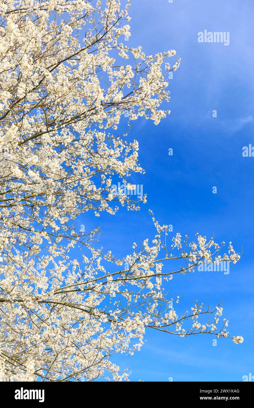 Weiße Blüten der Pflaume Prunus vor blauem Himmel *** Fiori bianchi della prugna Prunus contro un cielo blu Foto Stock