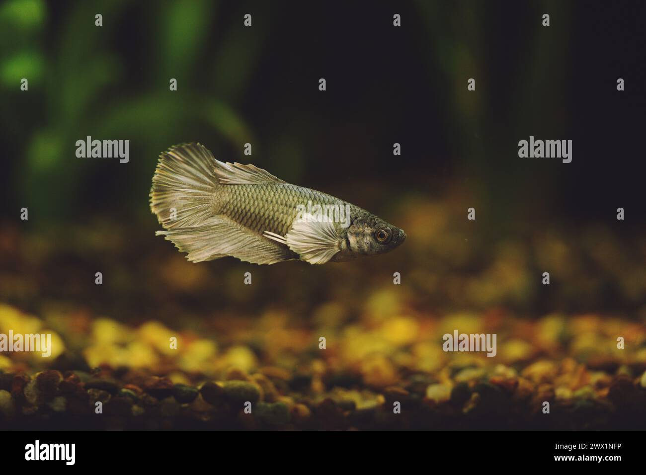 Un pesce di Betta in un acquario. Foto Stock