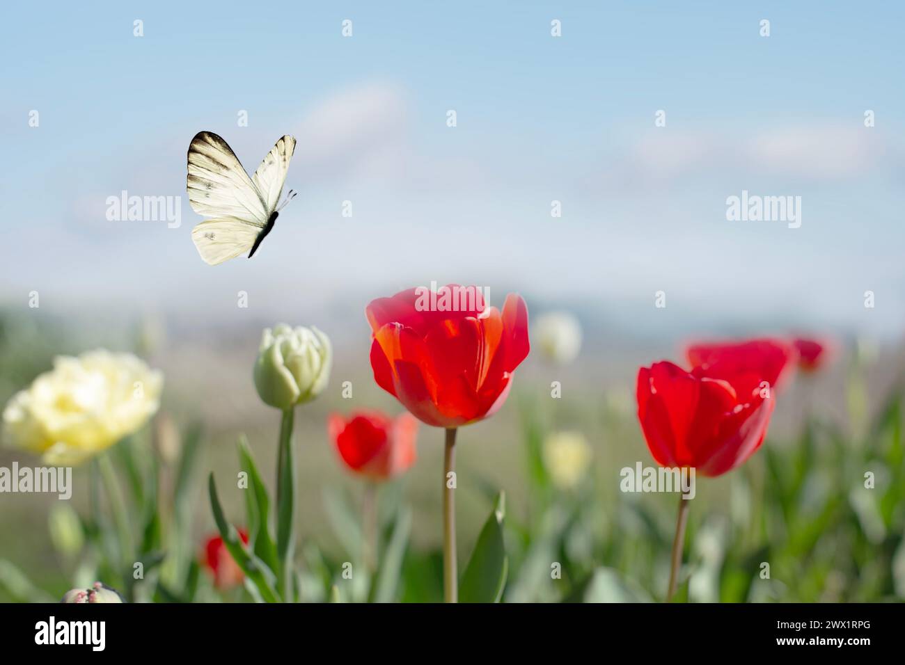 una farfalla bianca vola libera tra i fiori in una giornata di primavera assolata Foto Stock