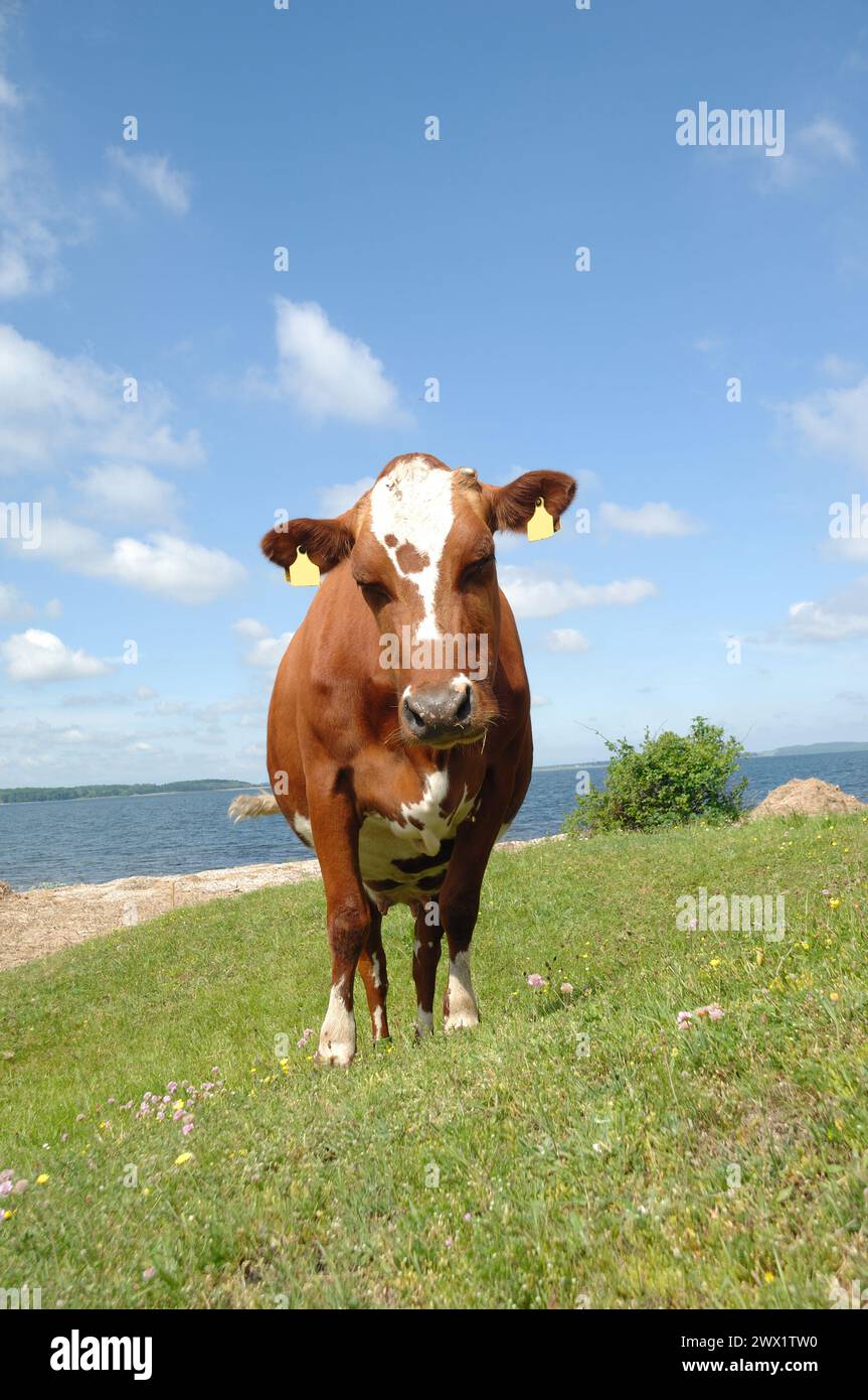 Mucca in piedi sull'erba verde che guarda Foto Stock