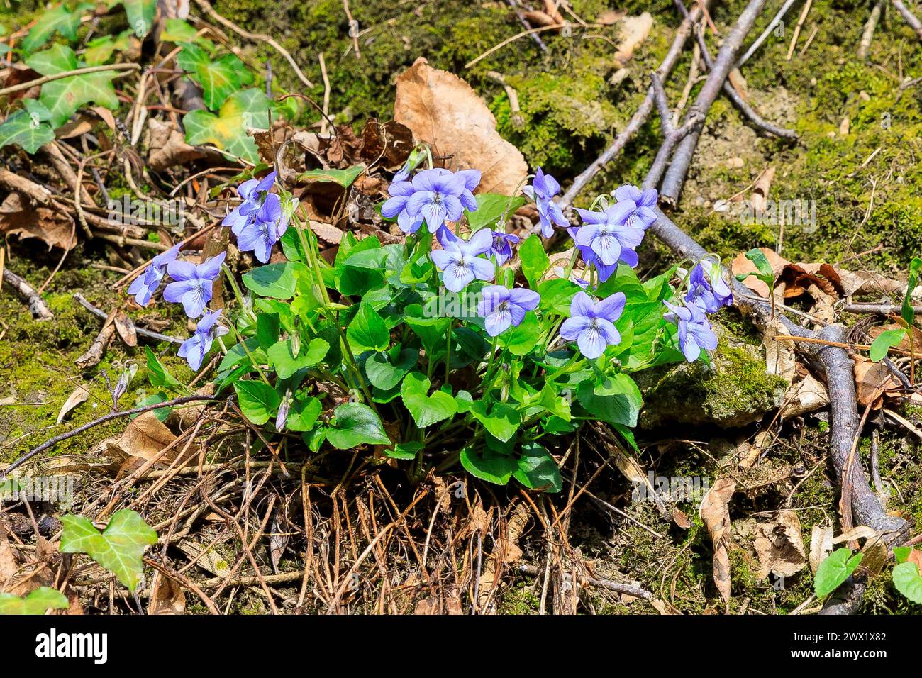 Duftveilchen viola odorato blühen im Frühling in den Spargründen bei Dohna, Sachsen, Deutschland *** Viole fragranti viola odorato fioriscono in primavera Foto Stock