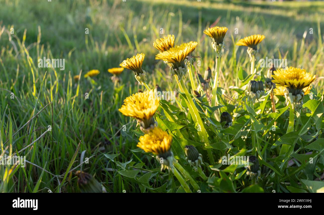 campo di dente di leone, andelione comune, radice terapeutica di foglie giovani commestibili Foto Stock
