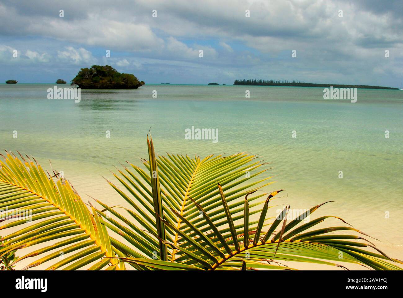 L'isola del tè, l'isola di Pines, Nuova Caldedonia, Francia Foto Stock