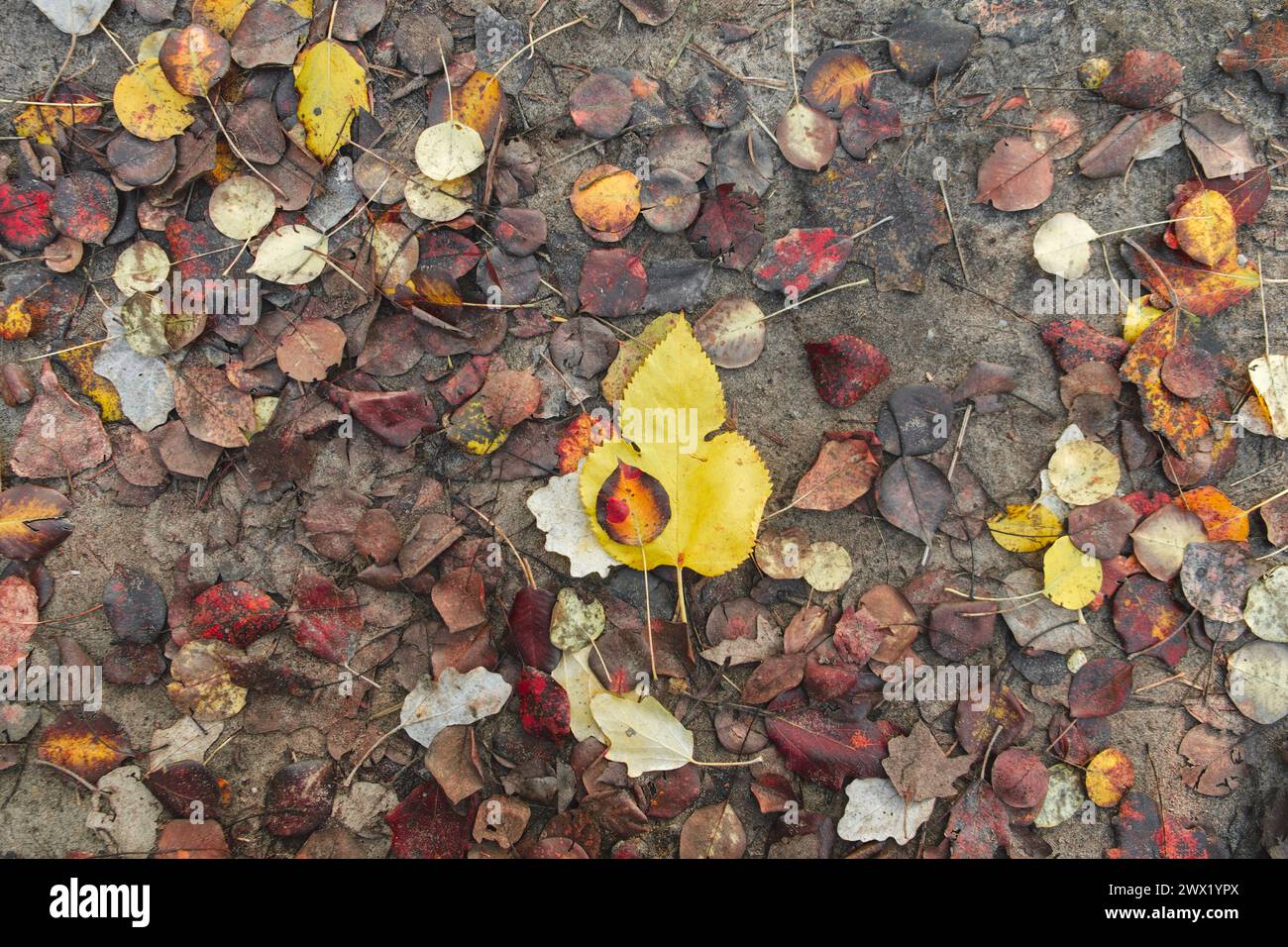 L'autunno parte per terra. Sfondo autunnale con foglie. scarica Foto Stock