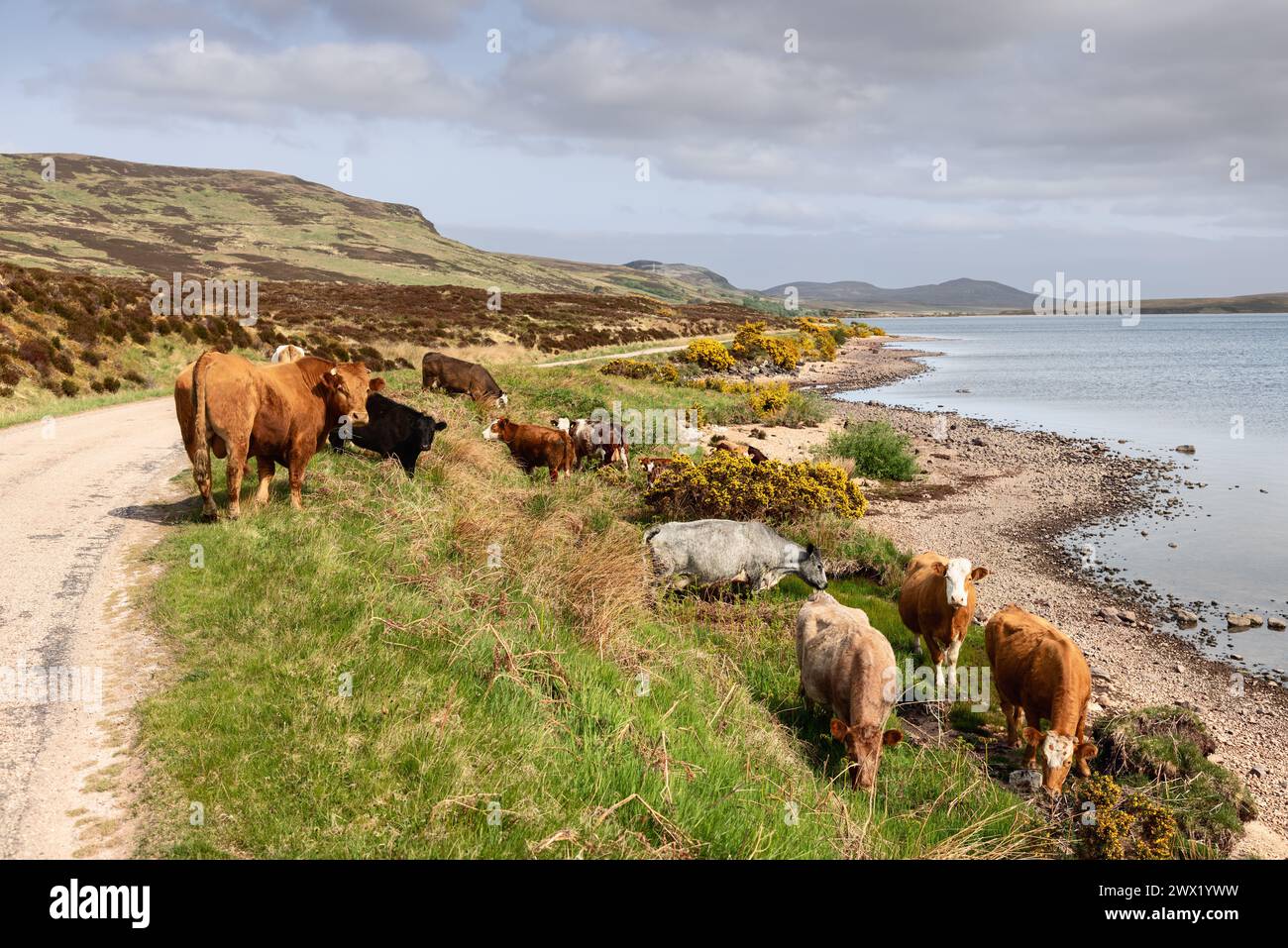 Bestiame scozzese che pascolano accanto a un pittoresco lago, con dolci colline. Questa tranquilla scena cattura l'essenza della Scozia rurale Foto Stock