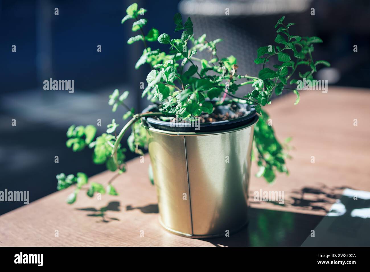 Vaso di fiori con foglie verdi sul tavolo, arredamento del ristorante Foto Stock