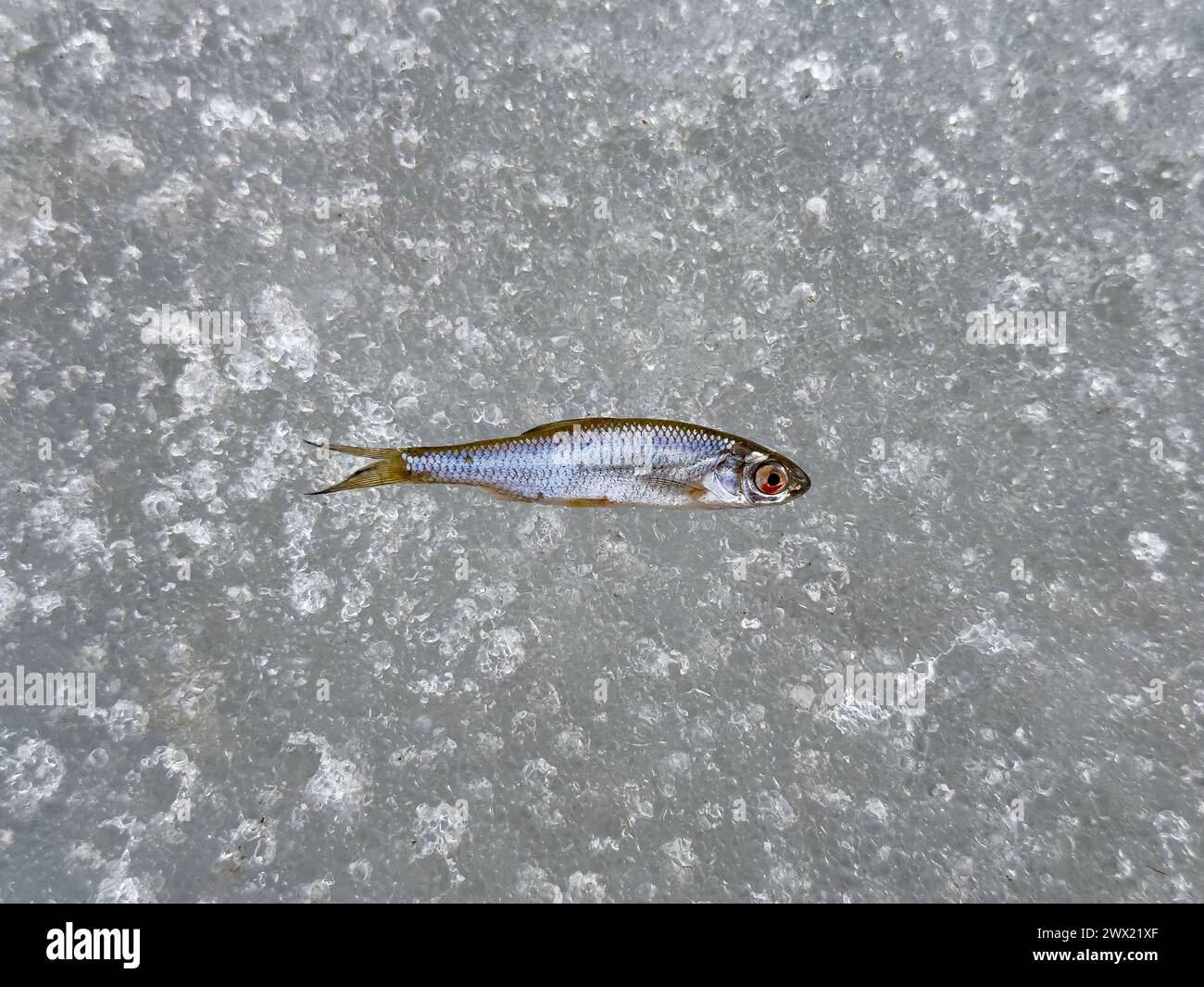 Un singolo pesce giace su una superficie di ghiaccio testurizzata, catturata con dettagli chiari e ad alta risoluzione, che illustrano la natura morta congelata della natura Foto Stock