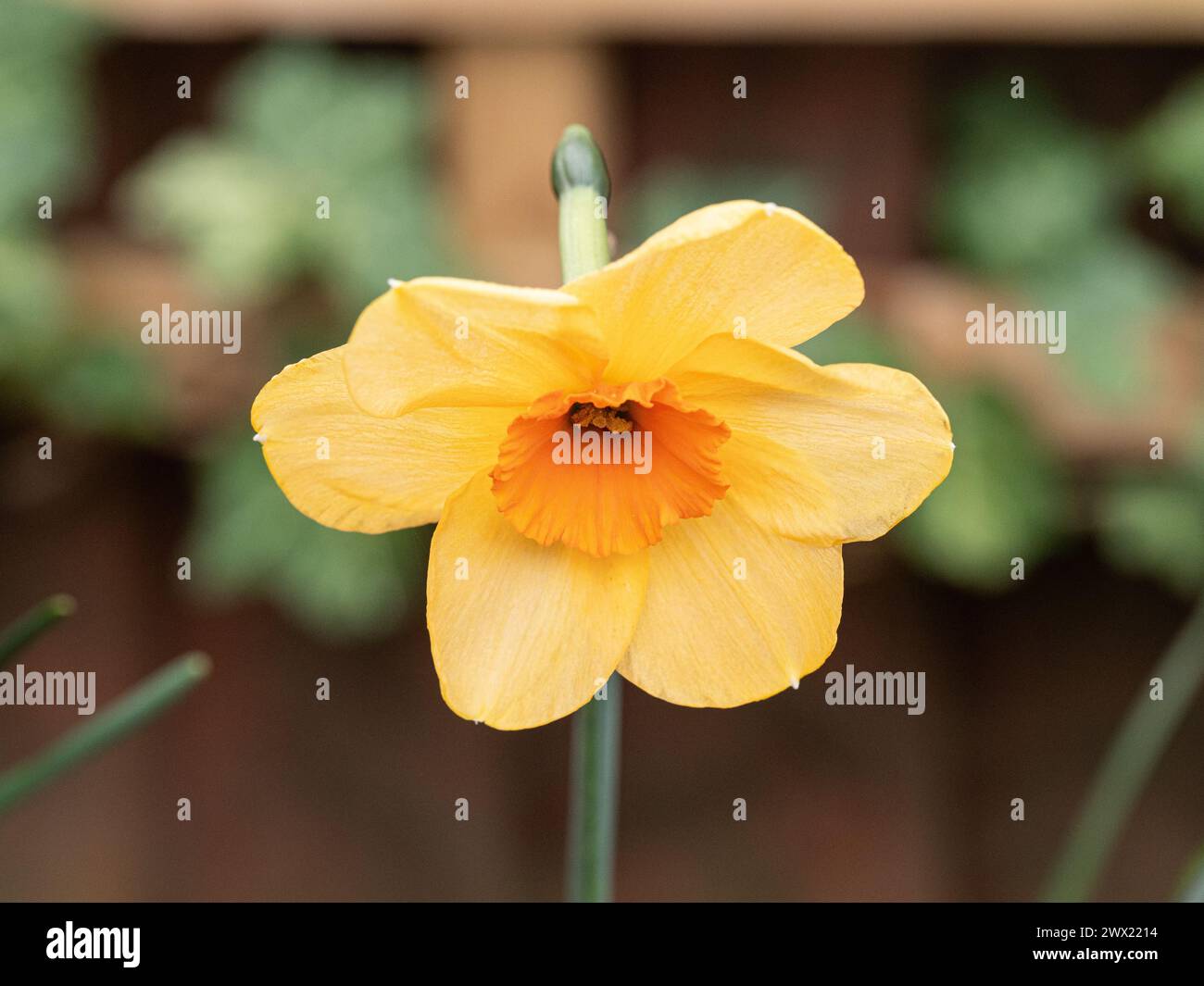 Primo piano di un singolo fiore del narciso giallo arancio Narciso "Kedron" Foto Stock