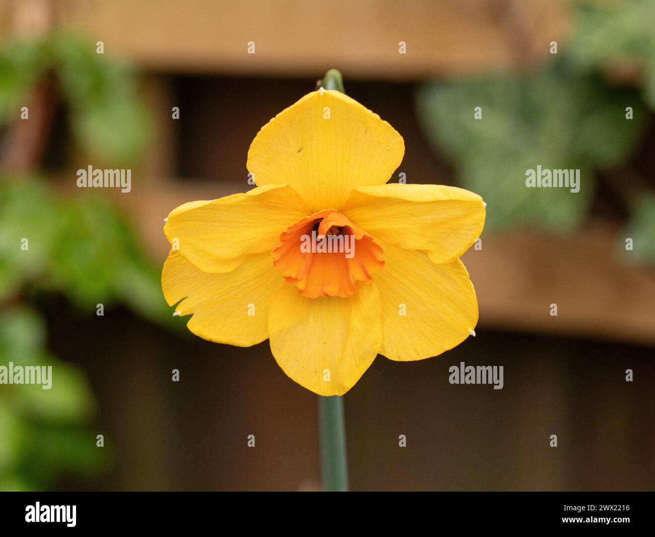 Primo piano di un singolo fiore del narciso giallo arancio Narciso "Kedron" Foto Stock