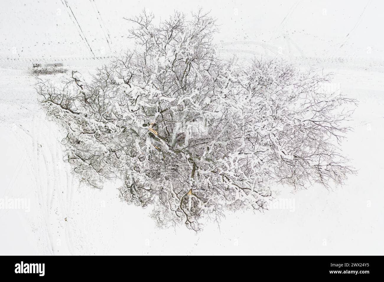 Einzelner verschneiter Baum, von oben werden die durch Schneebruch verletzten Äste sichtbar, bei Oederan, Sachsen, Deutschland *** singolo coperto di neve Foto Stock