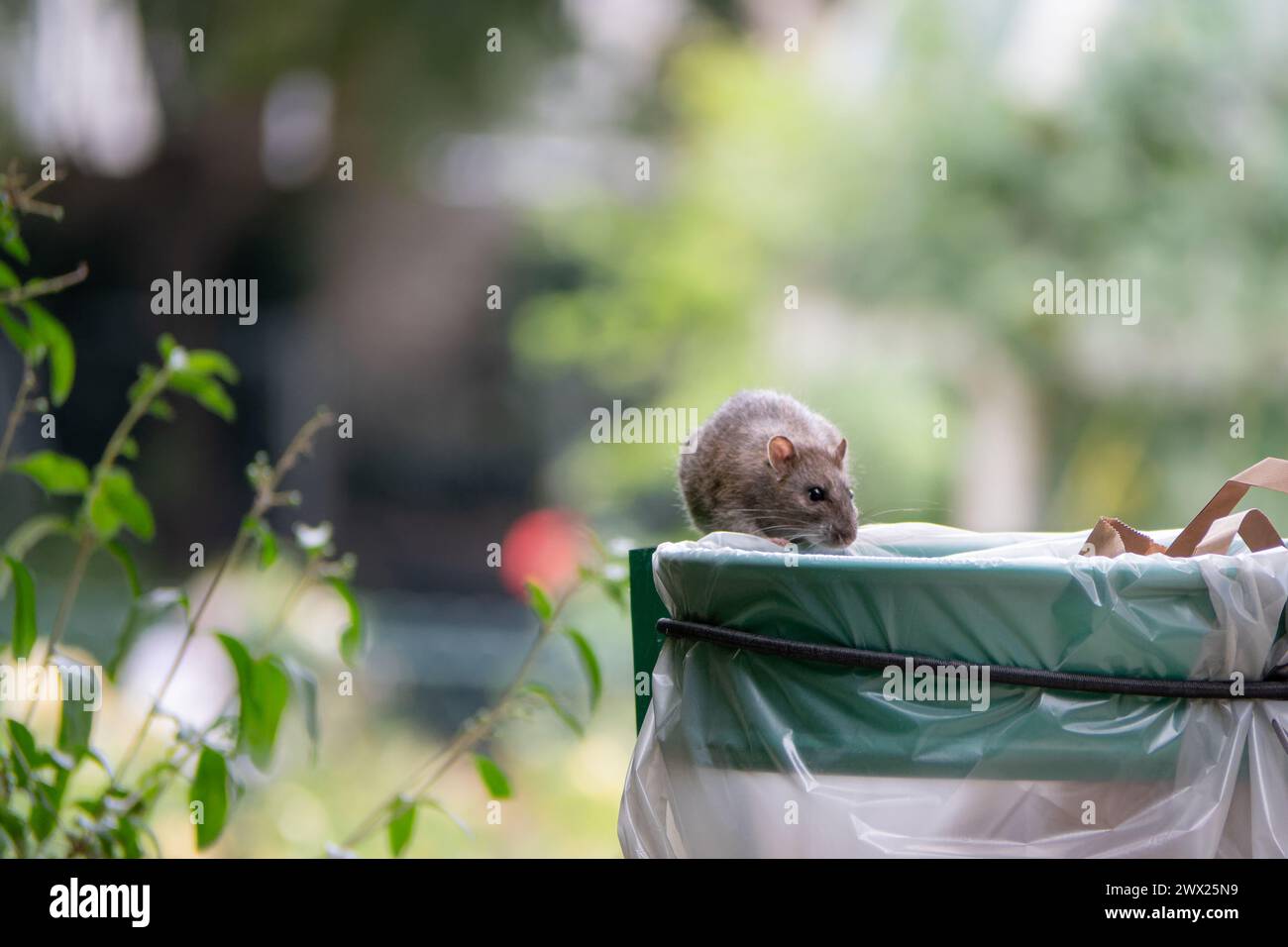Topo marrone in cerca di cibo in un cestino pubblico in un parco pubblico Foto Stock