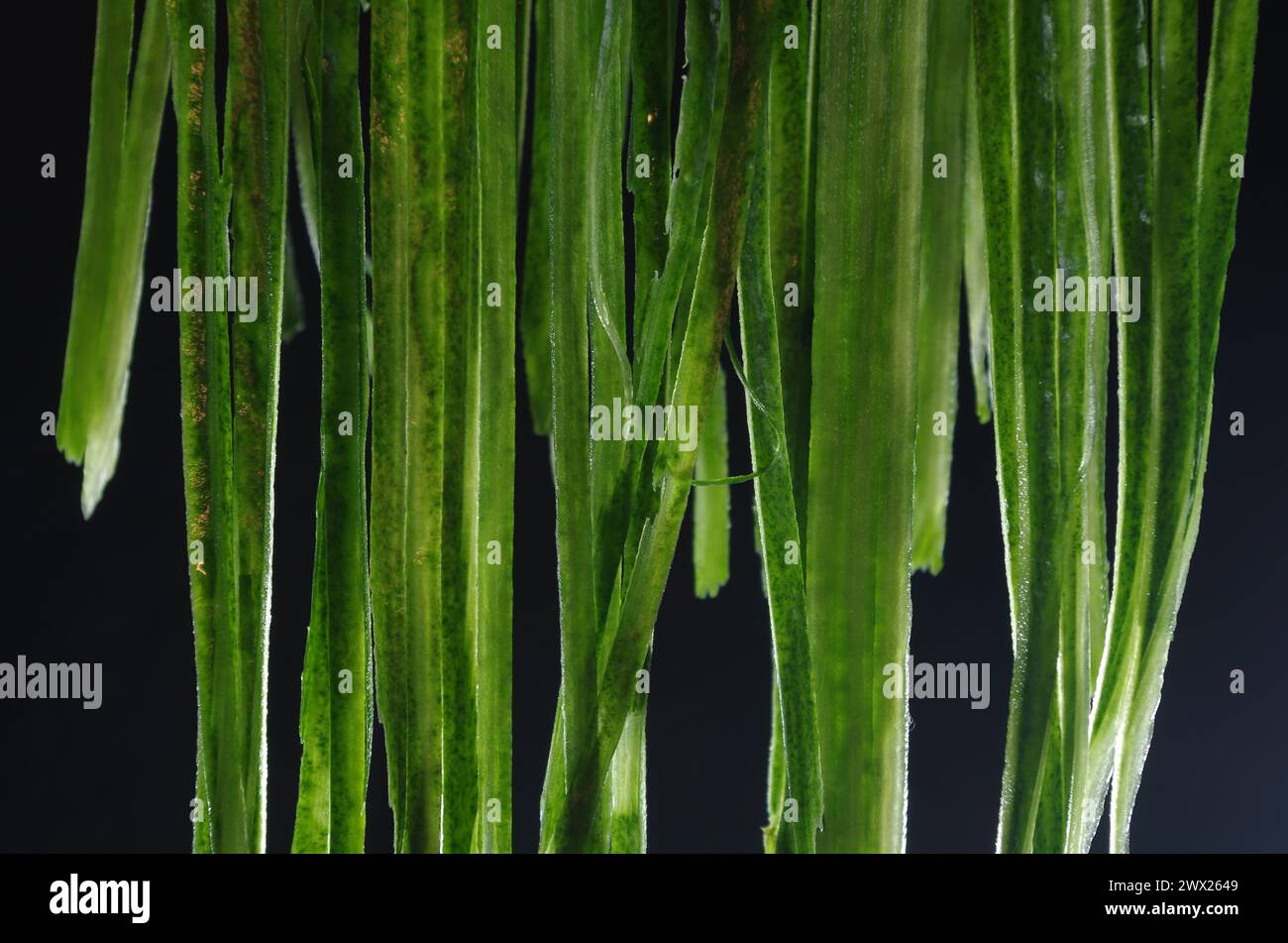 La buccia di cetriolo sembra galleggiare nell'aria. Foto Stock