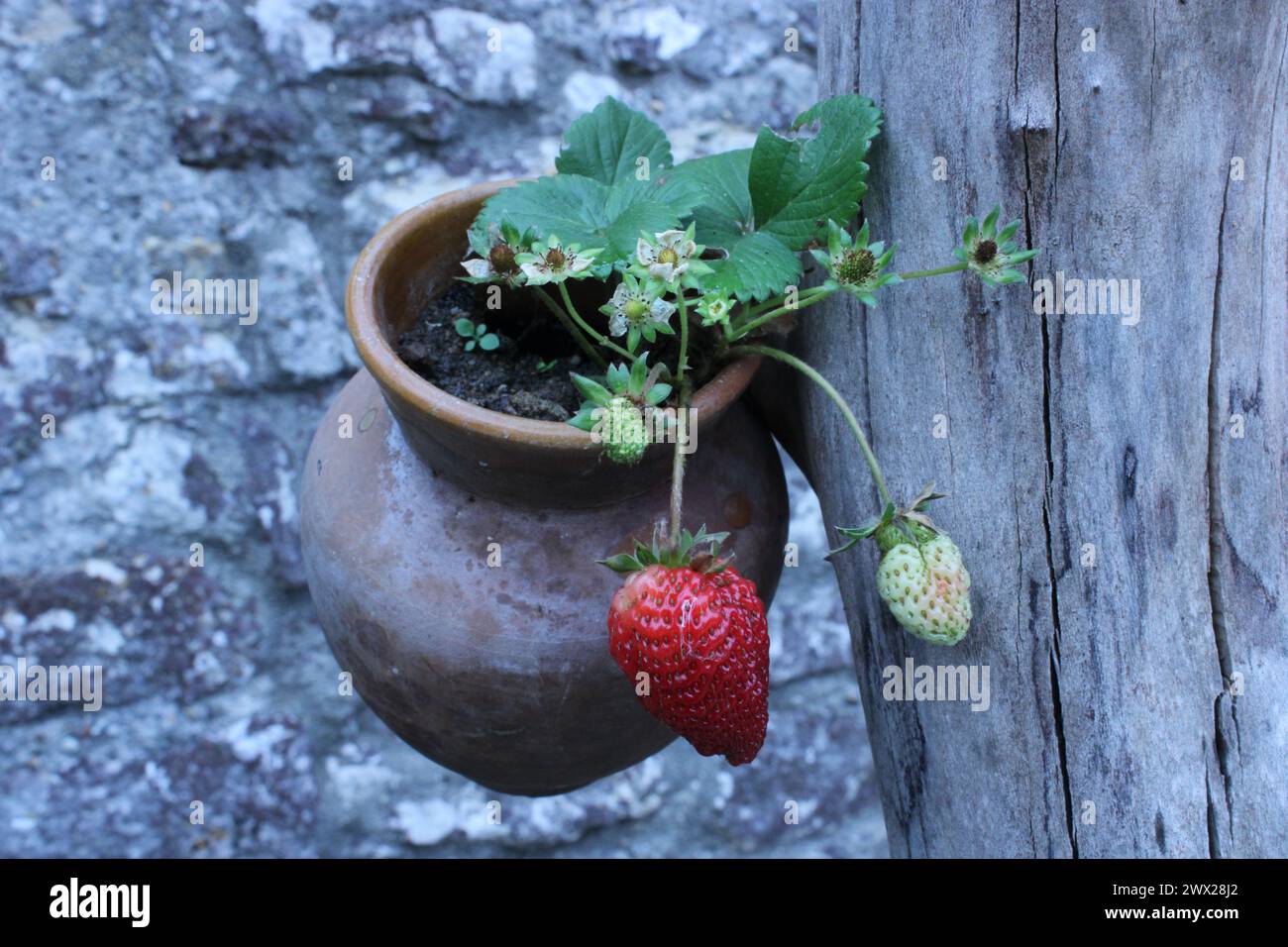 Fragole in una pentola di argilla Foto Stock