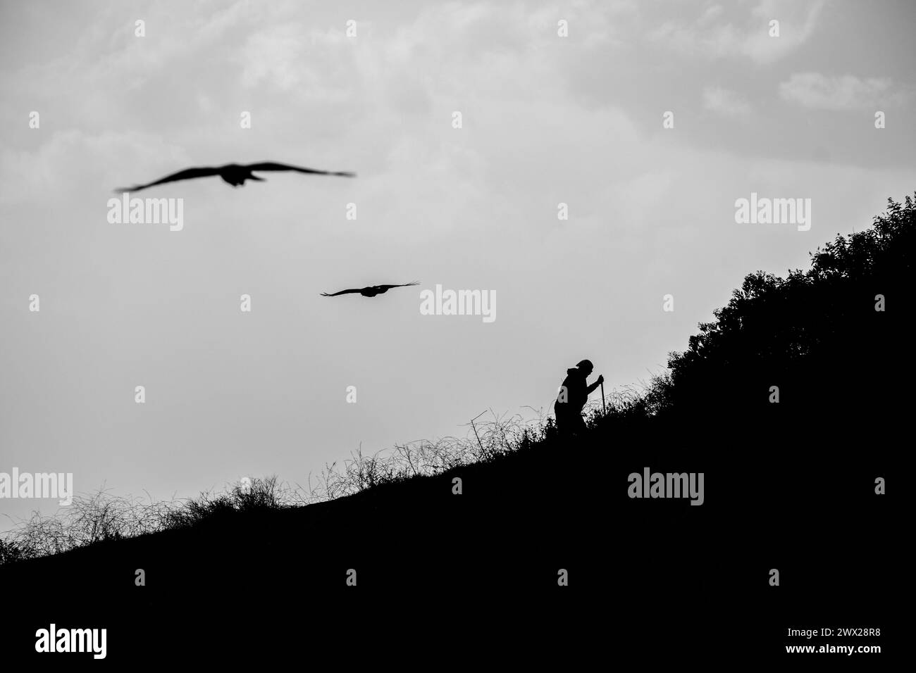 Uccelli e escursionisti a Griffith Park, Los Angeles, California, Stati Uniti. Con oltre 4.000 ettari di terreno, il parco è uno dei parchi urbani più grandi del mondo. Foto Stock