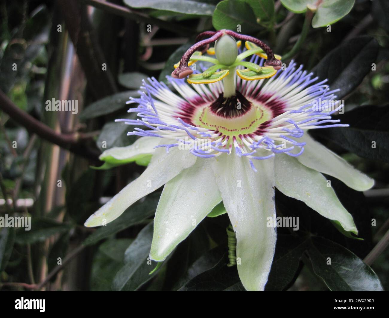 fiore di una pianta da frutto della passione come un bel dettaglio naturale Foto Stock