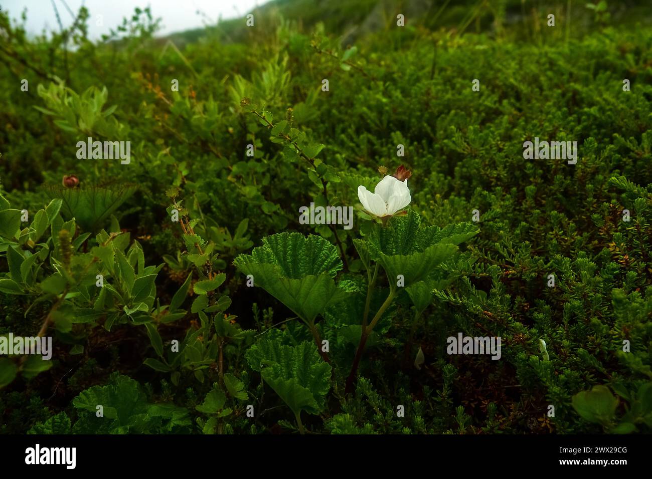 Il lampone di montagna (Rubus chamaemorus) fiorisce sulla costa orientale della Scandinavia, il Mare di Barents. La biocenosi è chiamata cloudberry-heathberry tun Foto Stock