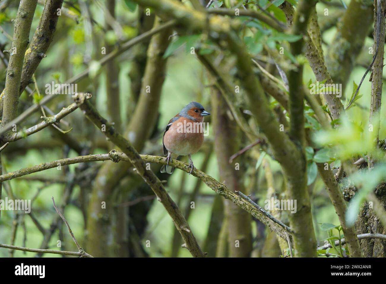 Chaffinch maschio (Fringilla coelebs) in una siepe all'inizio della primavera, Cambridgeshire, Regno Unito Foto Stock