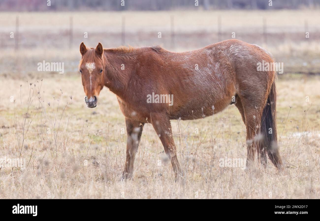 Cavallo marrone in piedi in un prato a Wolfe Island, Ontario, Canada Foto Stock