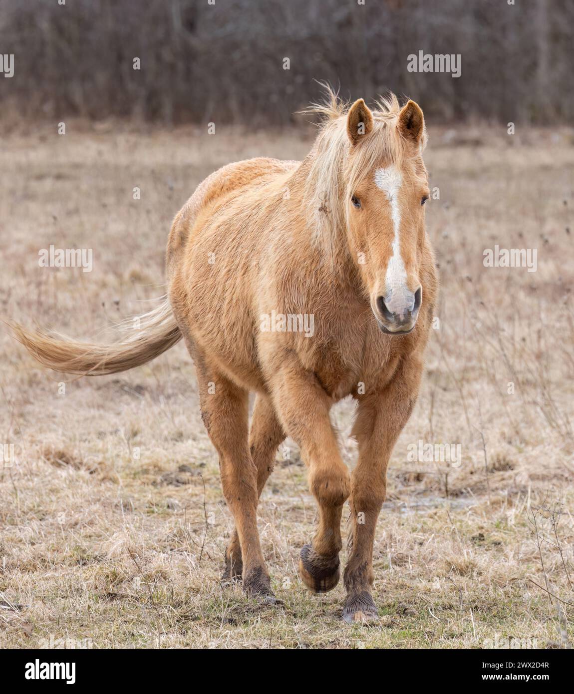Cavallo marrone chiaro che cammina in un prato di Wolfe Island, Ontario, Canada Foto Stock
