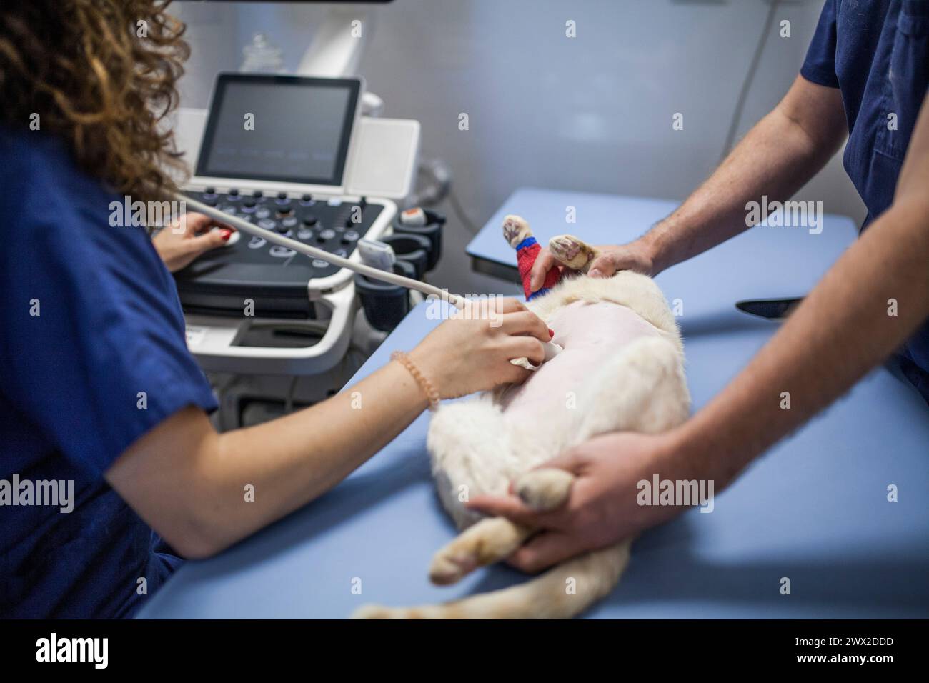 Le donne e gli uomini veterinari fanno un'ecografia di un gatto incinta Foto Stock