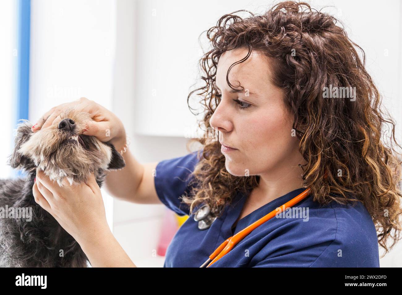Veterinari medici conducono un esame di routine di un cane che ascolta il cuore con uno stetoscopio su un tavolo in un ufficio moderno di un veterinario c Foto Stock