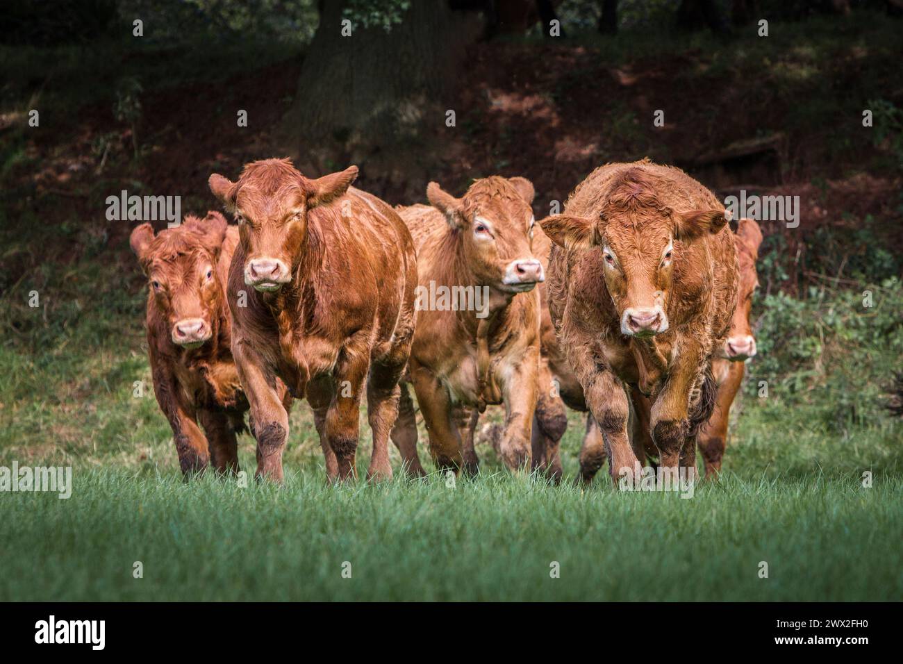 Bestiame Limousin pedigree in una fattoria Foto Stock