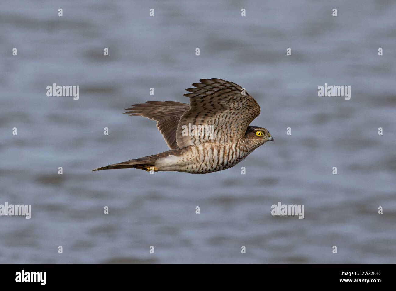 Sparrowhawk (Accipiter nisus) maschio immaturo caccia Cley Norfolk marzo 2024 Foto Stock