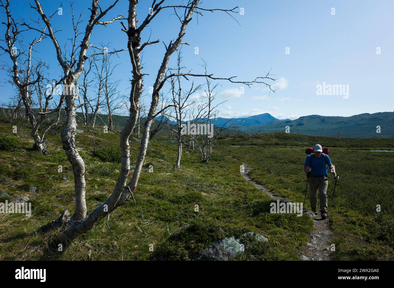 Escursioni in Svezia in estate. Uomo viaggiatore che cammina da solo sul sentiero vicino a brutte bizzarre betulle polari secche curve nel Parco Nazionale di Abisko in Lapponia. Art Foto Stock