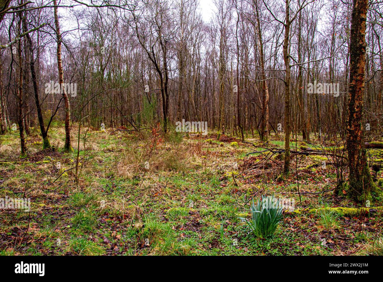 Dundee, Tayside, Scozia, Regno Unito. 27 marzo 2024. Meteo nel Regno Unito: La pioggia leggera primaverile elimina la neve del mattino presto da Templeton Woods a Dundee. Templeton Woods ha un'atmosfera inquietante con spruzzi di pioggia leggera, che lo rendono un luogo ideale per le sequenze di film horror. Crediti: Dundee Photographics/Alamy Live News Foto Stock