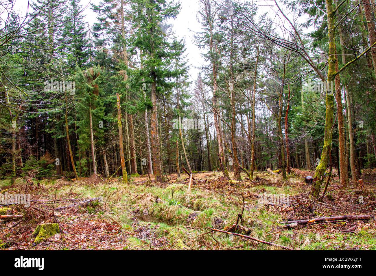 Dundee, Tayside, Scozia, Regno Unito. 27 marzo 2024. Meteo nel Regno Unito: La pioggia leggera primaverile elimina la neve del mattino presto da Templeton Woods a Dundee. Templeton Woods ha un'atmosfera inquietante con spruzzi di pioggia leggera, che lo rendono un luogo ideale per le sequenze di film horror. Crediti: Dundee Photographics/Alamy Live News Foto Stock