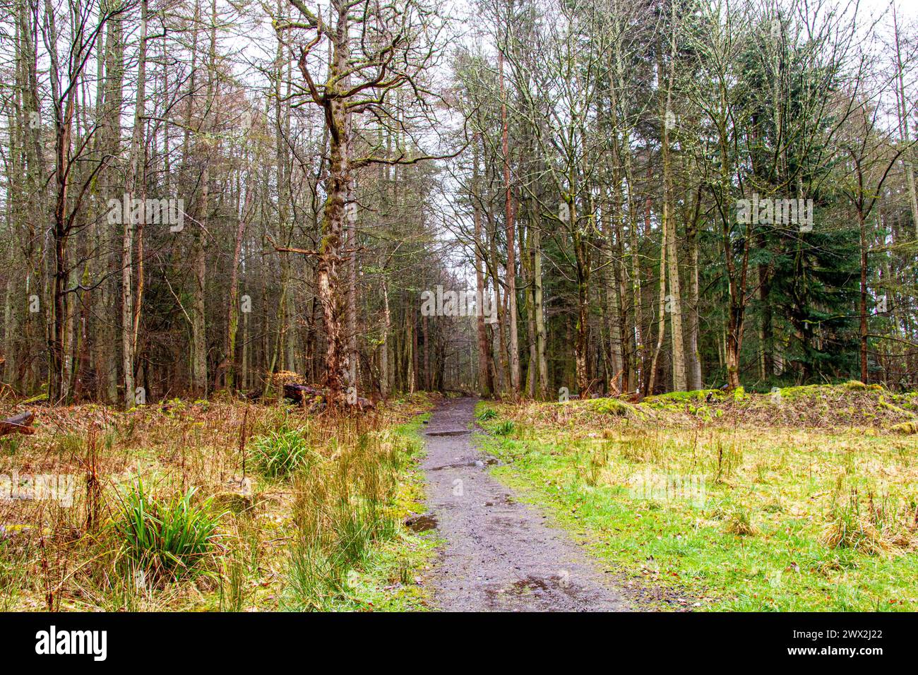 Dundee, Tayside, Scozia, Regno Unito. 27 marzo 2024. Meteo nel Regno Unito: La pioggia leggera primaverile elimina la neve del mattino presto da Templeton Woods a Dundee. Templeton Woods ha un'atmosfera inquietante con spruzzi di pioggia leggera, che lo rendono un luogo ideale per le sequenze di film horror. Crediti: Dundee Photographics/Alamy Live News Foto Stock