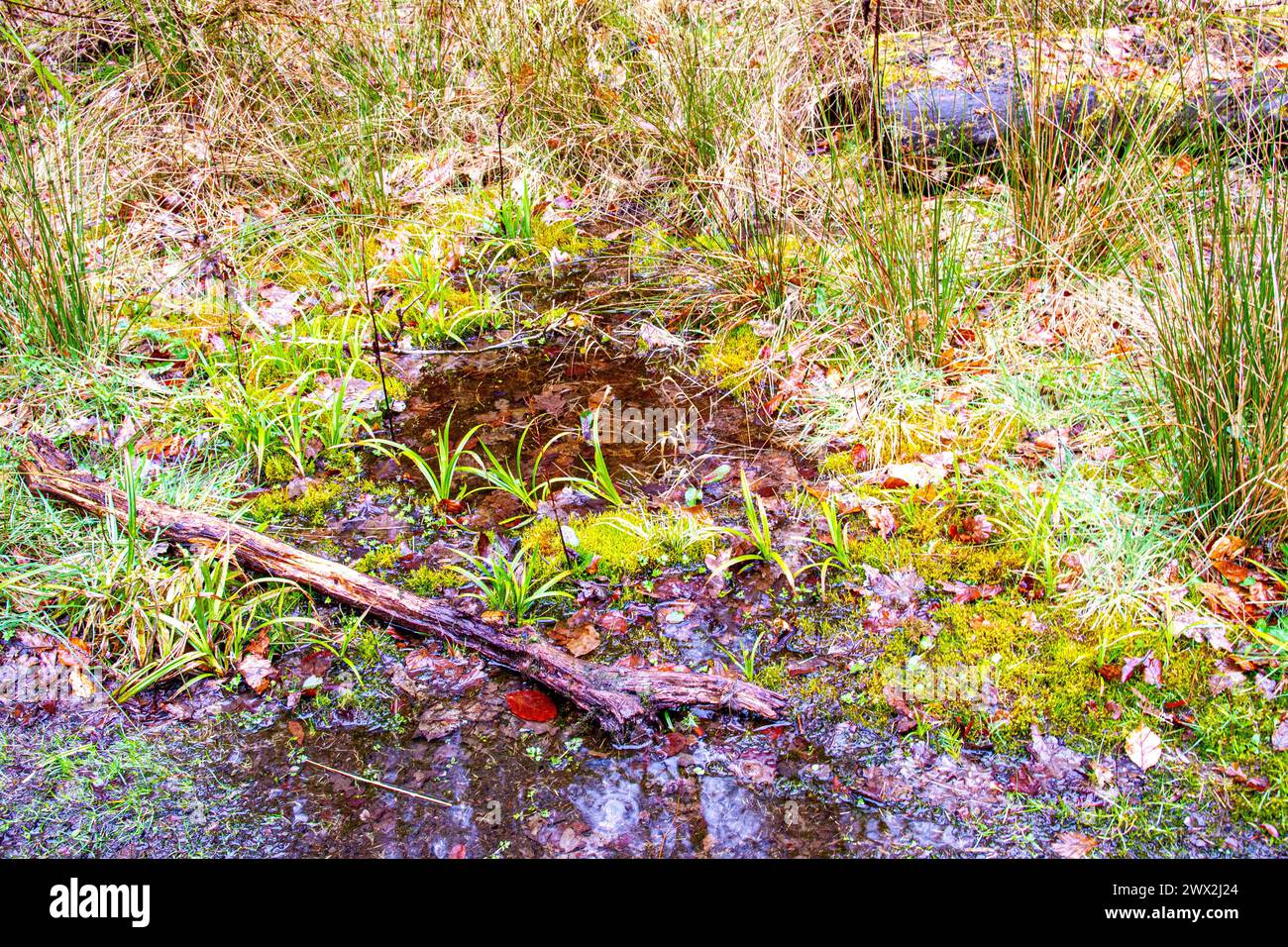 Dundee, Tayside, Scozia, Regno Unito. 27 marzo 2024. Meteo nel Regno Unito: La pioggia leggera primaverile elimina la neve del mattino presto da Templeton Woods a Dundee. Templeton Woods ha un'atmosfera inquietante con spruzzi di pioggia leggera, che lo rendono un luogo ideale per le sequenze di film horror. Crediti: Dundee Photographics/Alamy Live News Foto Stock