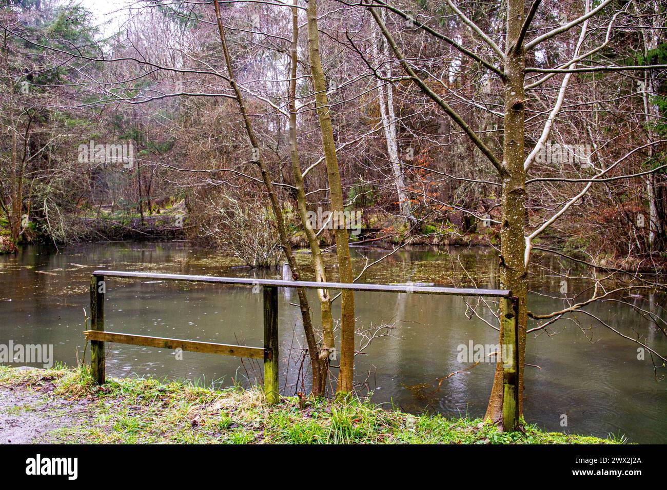 Dundee, Tayside, Scozia, Regno Unito. 27 marzo 2024. Meteo nel Regno Unito: La pioggia leggera primaverile elimina la neve del mattino presto da Templeton Woods a Dundee. Templeton Woods ha un'atmosfera inquietante con spruzzi di pioggia leggera, che lo rendono un luogo ideale per le sequenze di film horror. Crediti: Dundee Photographics/Alamy Live News Foto Stock