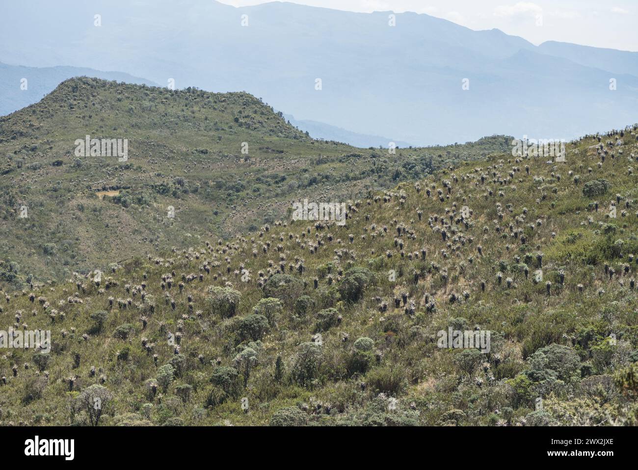 Vista del Parco Nazionale di Chingaza vicino a Bogotà, Colombia, un bioma ad alta quota, il paramo Foto Stock