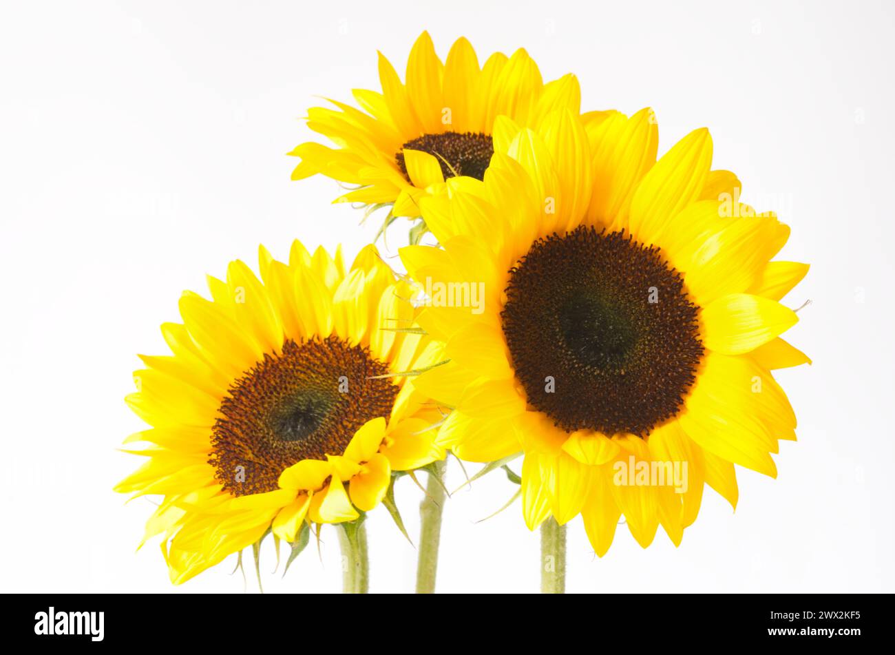 Gruppo di tre girasoli su sfondo bianco. Foto Stock