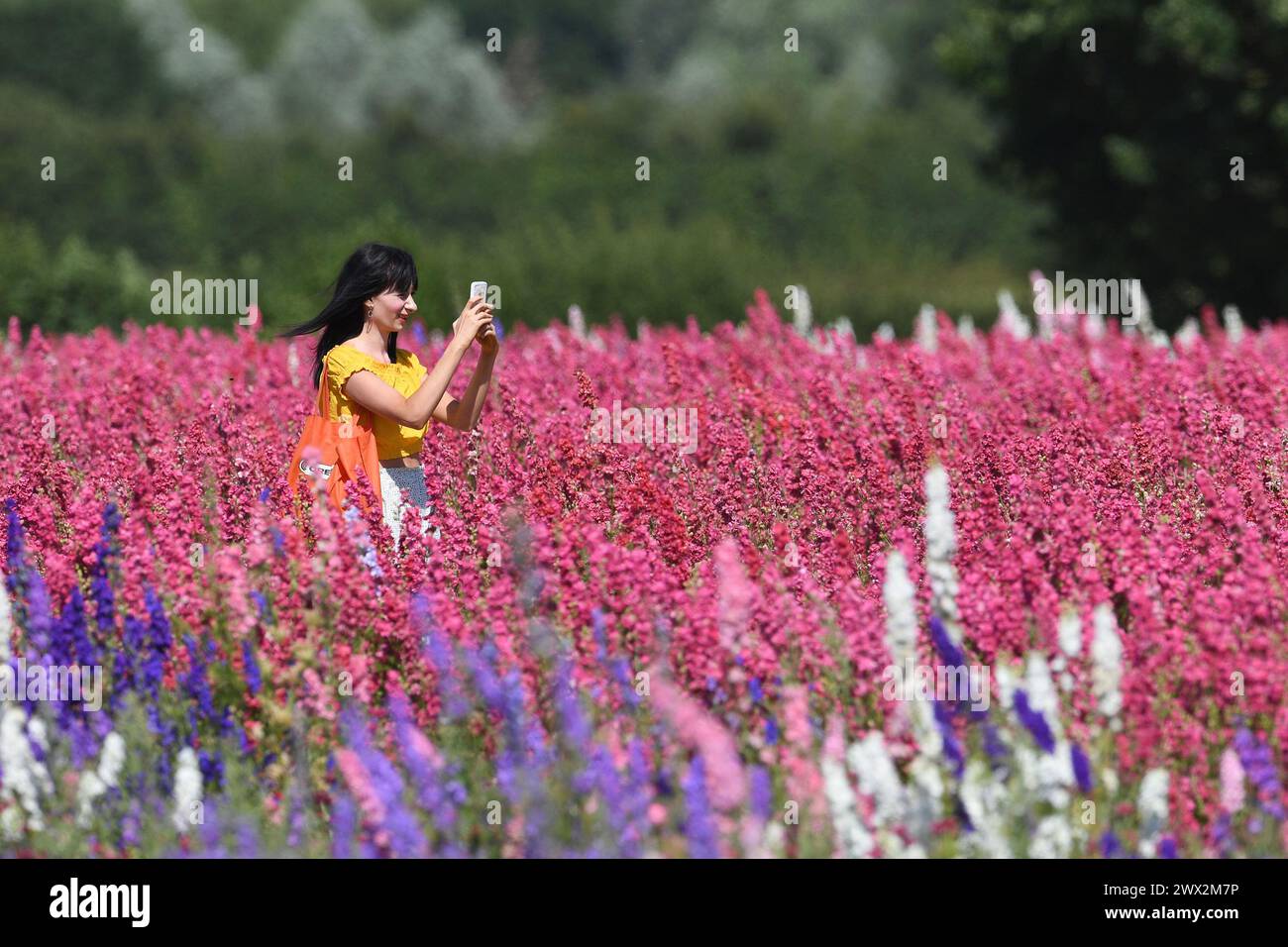 Foto del file datata 02/07/18 di una donna scatta una foto in un campo di delfini, il fiore preferito dal re, presso la Real Flower Petal Confetti Company di Wick, vicino a Pershore, nel Worcestershire. Burberry ha lanciato una nuova collezione di sciarpe e trench - con la famosa fodera a quadri scambiata con illustrazioni floreali ispirate a Highgrove. Data di pubblicazione: Mercoledì 27 marzo 2024. Foto Stock