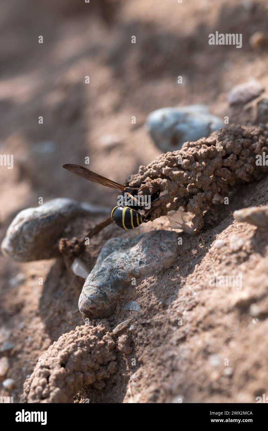 Odynerus spinipes (Linnaeus 1758) Spiny Legged Mason Wasp che emerge dall'ingresso del nido di camino ad Anglesey nel Galles del Nord Foto Stock