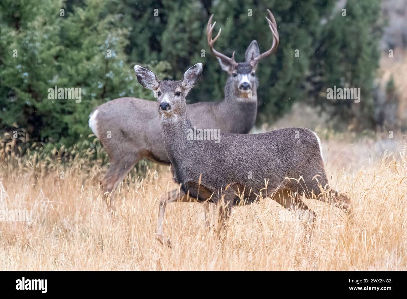 Mule Deer buck (Odocoileus hemionus)., Colorado USA, di Dominique Braud/Dembinsky Photo Assoc Foto Stock