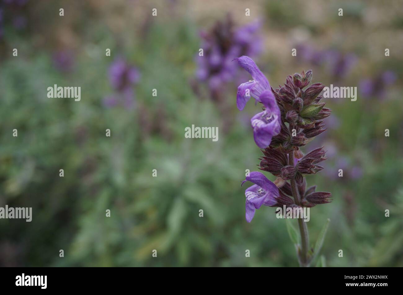 Grande cespuglio di salvia con fiori viola Foto Stock