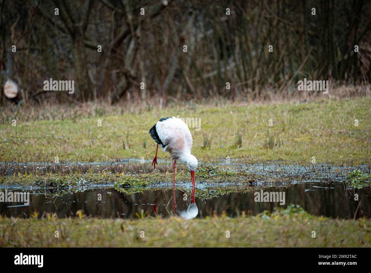 Guado della cicogna bianca in una tranquilla zona umida Foto Stock