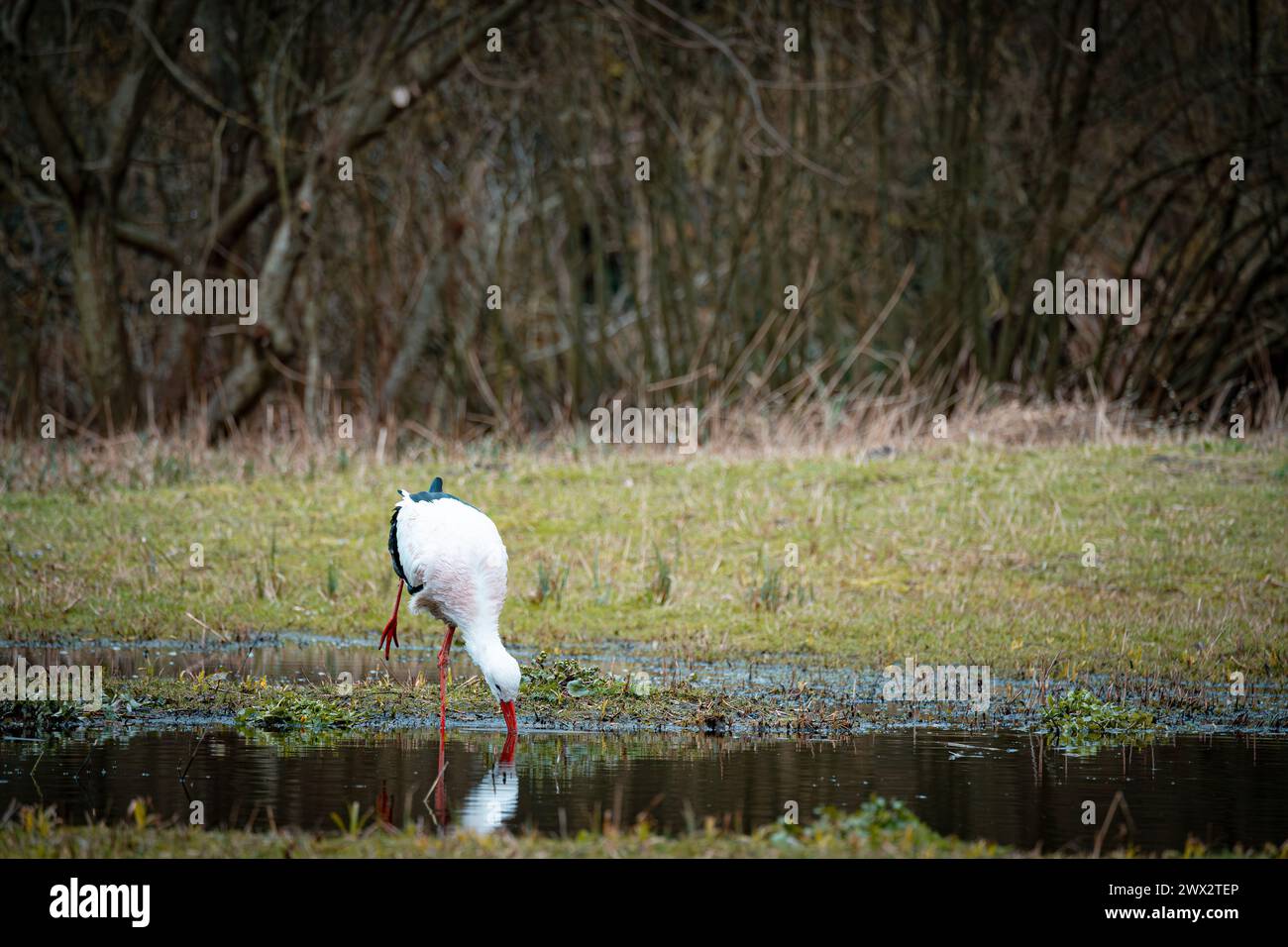 Guado della cicogna bianca in una tranquilla zona umida Foto Stock