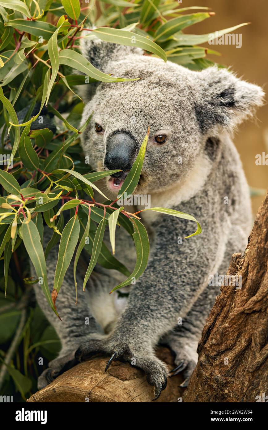 Un koala che sgranocchiava le foglie di eucalipto all'ombra di un albero Foto Stock