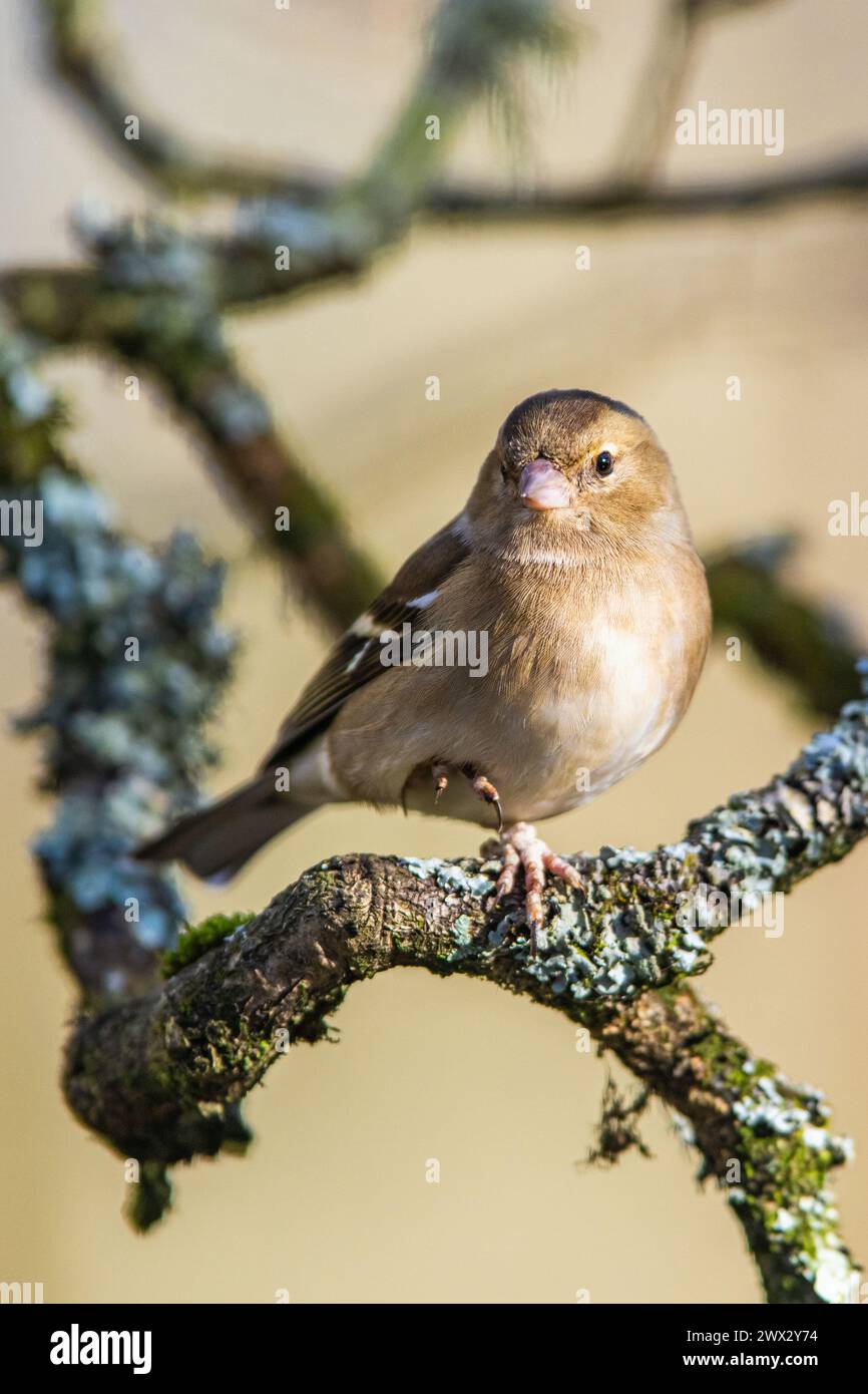 Femmina di Chaffinch, Fringilla coelebs, uccello nella foresta al sole d'inverno Foto Stock
