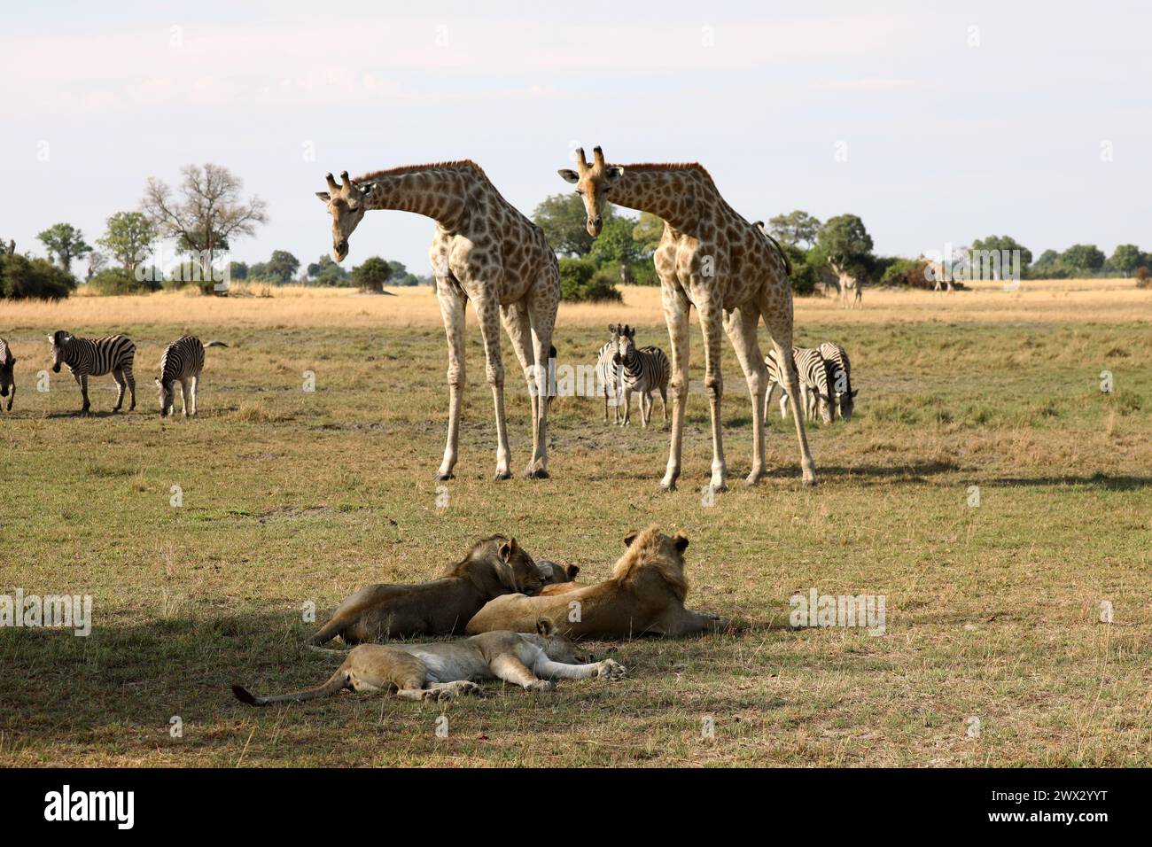 Giraffe che guardano i leoni nella riserva di caccia Foto Stock